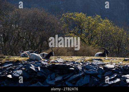 Wild mountain goats at Dinorwig quarry above Llanberis in the Snowdonia national park, North Wales. Stock Photo