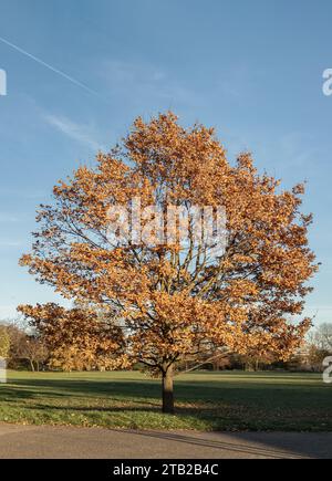 Fall sugar maple tree (Acer saccharum) or (Liquidambar formosana hance), The sugar maple or rock maple in full autumn colors, Formosan sweet gum, Frag Stock Photo
