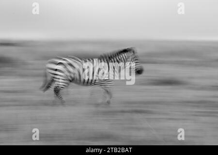 A creative motion blur zebra running. This is a creative shot while purposefully motion blurred. This is a black and white photo. Stock Photo