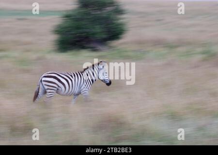 A creative motion blur zebra running. This is a creative shot while purposefully motion blurred. Stock Photo
