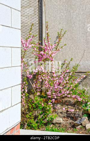 Bright flowering bush of Prunus triloba at backyard among achromatic surfaces of aerated concrete and cement in spring sunlight. Stock Photo
