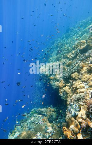 Indonesia Alor Island - Marine life Coral reef with tropical fish Stock Photo