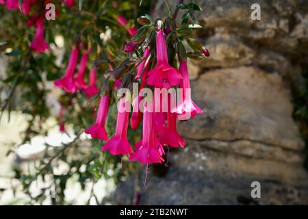 Beautiful Pink Magic Flower, or Magic Flower of The Incas (Cantua Buxifolia) Stock Photo