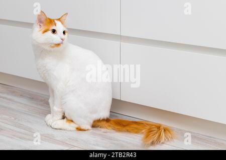 a white cat with a red tail sits on the floor in the room. beautiful domestic cat. cat after visiting the groomer Stock Photo
