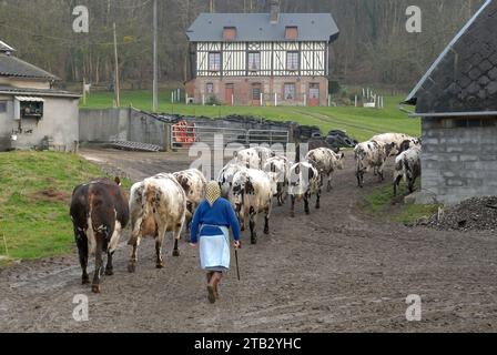 Woman, farmer behind her herd in a farmyard. Farmer bringing in cows for milking (archive 2008) Stock Photo
