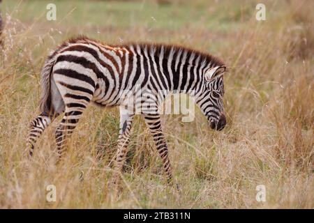 A zebra foal shot in open grassland in Masai Mara Kenya Stock Photo