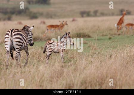 A zebra foal with mother shot in open grassland in Masai Mara Kenya Stock Photo