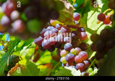 Closeup of sunlit, almost ripe grapes in early autumn in red, blue, orange and green colors against a blue sky. Image with selective focus. Stock Photo