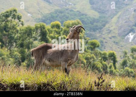 The Nilgiri Tahr standing in the tall grasses. Generally a native of the southern parts of India. Stock Photo