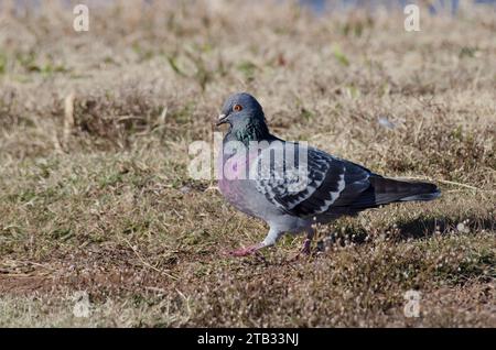 Rock Pigeon, Columba livia Stock Photo