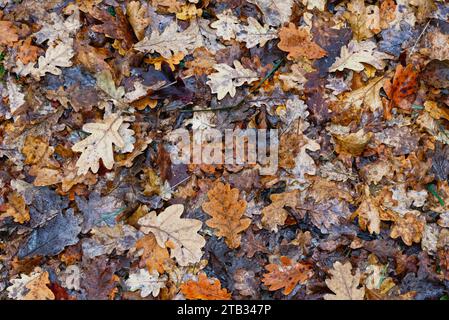 Close up of fallen autumn leaves of an oak tree quercus robur lying on the ground Stock Photo