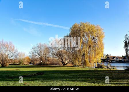 Weeping Willow tree, Salix Chrysocoma in autumnal colour by the River Thames on a sunny autumn day, Shepperton Surrey England UK Stock Photo