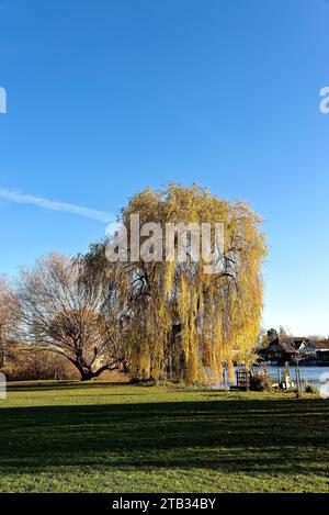 Weeping Willow tree, Salix Chrysocoma in autumnal colour by the River Thames on a sunny autumn day, Shepperton Surrey England UK Stock Photo