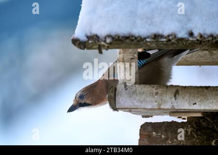 Eurasian jay, Garrulus Glandarius sitting in a feeding house in Winter Stock Photo