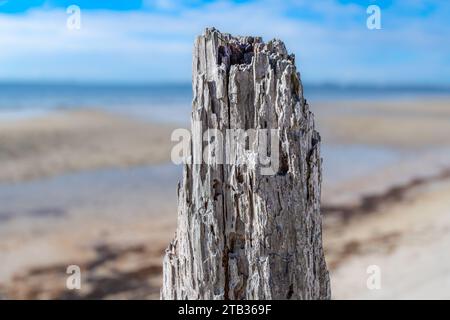 Tree stump on St. Andrews Bay shoreline, bokeh sky, water, and sand. Selective focus on tree stump. Stock Photo