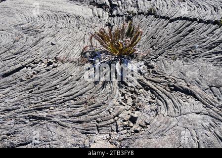 Blechnum fern growing in the center of pahoehoe lava flows rocks in Piton de la Fournaise, Reunion Stock Photo