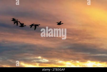 Brant Geese flock flight in late light Stock Photo