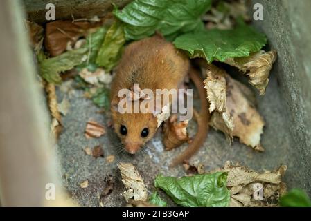 Hazel dormouse in a nest box with leaf on the head Stock Photo