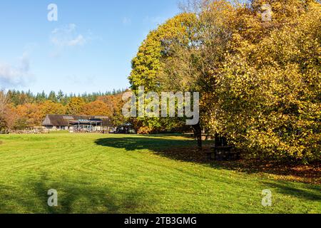 Autumn colours in the Royal Forest of Dean - Forestry England's Beechenhurst Cafe & Picnic Site near Speech House, Gloucestershire, England UK Stock Photo