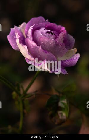 Purple and white wilting rose with water drops, green background Stock Photo