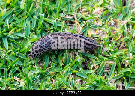 Photograph of a large Leopard Slug crawling on green grass in a domestic garden in the Blue Mountains in Australia Stock Photo