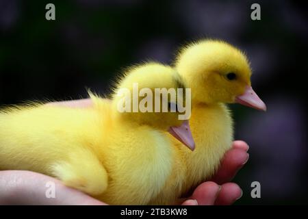 Two cute yellow baby chicks held in girl's hands Stock Photo
