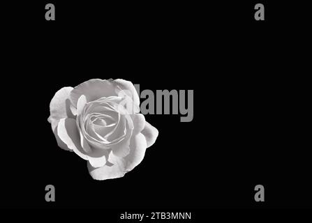 Closeup of white rose on black background Stock Photo