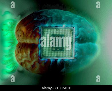 Human brain anatomical model with CPU processor microchip. Stock Photo