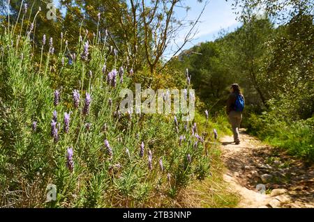 Hiker in SL-CV50 hiking trail with fringed lavender (Lavandula dentata) in the foreground (Teulada, Marina Alta, Alicante, Valencian Community, Spain) Stock Photo