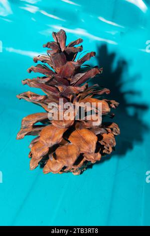 shot on dried pine cones Stock Photo