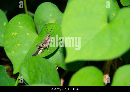 green leaf with small grasshoppers on it Stock Photo