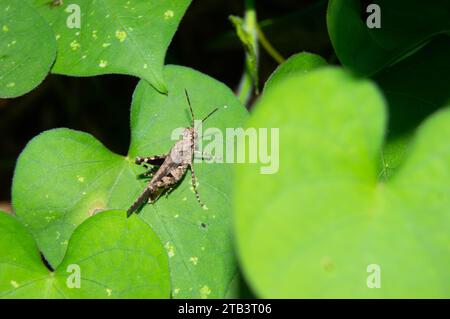 green leaf with small grasshoppers on it Stock Photo