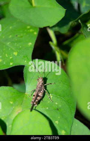 green leaf with small grasshoppers on it Stock Photo