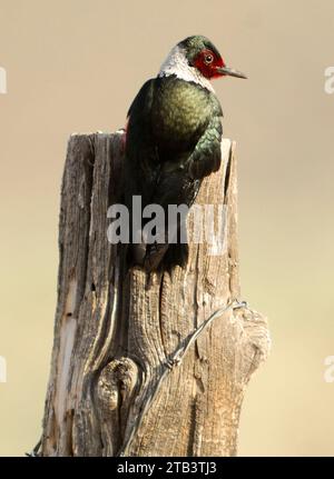 Lewis's Woodpecker (Melanerpes lewis) Bird, Steens Mountain, Eastern Oregon, Oregon,USA Stock Photo