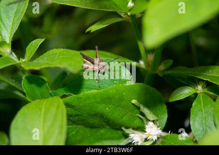 green leaf with small grasshoppers on it Stock Photo