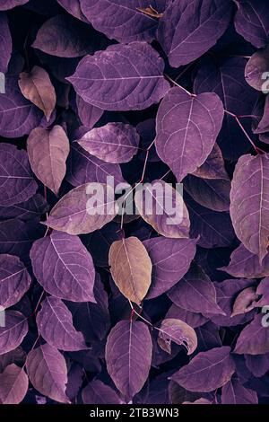 Purple Japanese Knotweed Plant Leaves In The Nature In Autumn Season 