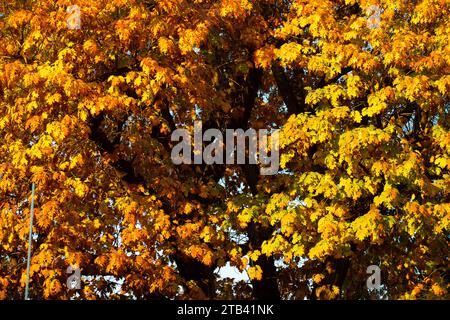 Quecus Petrae in autumn - Sessile oak Stock Photo