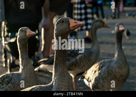 Geese in Hyde Park Stock Photo