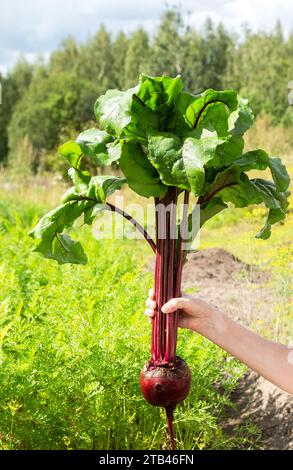 Big fresh organic beet in the woman hand on a green natural background in sunny day. Growing vegetables at the vegetable garden Stock Photo