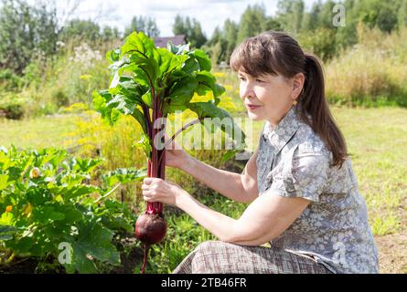 Middle-aged woman holding fresh beets in her hands. Big fresh organic beet in the woman hands. Growing vegetables at the vegetable garden Stock Photo