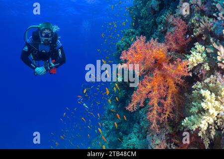 Diver looking at Klunzinger's tree coral (Dendronephthya klunzingeri) and shoal, group of sea goldie (Pseudanthias squamipinnis), dive site Erg Stock Photo