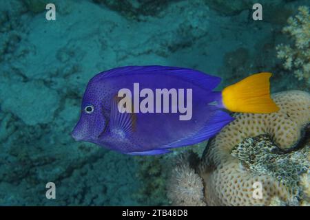 Blue purple tang (Zebrasoma xanthurum), House reef dive site, Mangrove Bay, El Quesir, Red Sea, Egypt Stock Photo