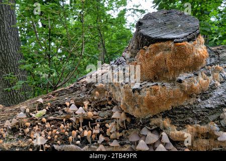 Coprinellus disseminatus (formerly Coprinus disseminatus; commonly ...
