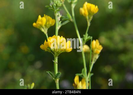 Alfalfa yellow  sickle (Medicago falcata) blooms in nature Stock Photo