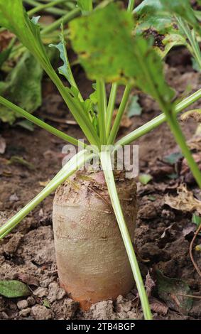 Fodder beets grow on the farm field, which are intended for animal fattening Stock Photo