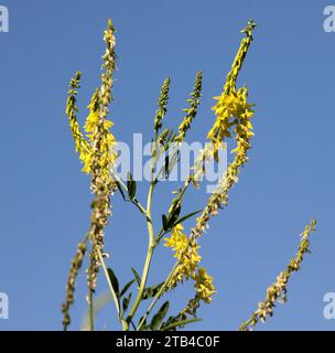 Melilot yellow, ribbed melilot (Melilotus officinalis) blooms in the wild in summer Stock Photo