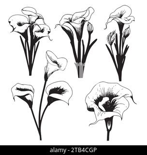 Lilies calla Set sketch hand drawn in doodle style Vector illustration Stock Vector