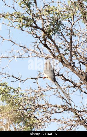Photo of a white backed mousebird in Namibia Stock Photo
