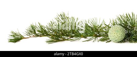 Cedrus deodara branch isolated on white background Stock Photo