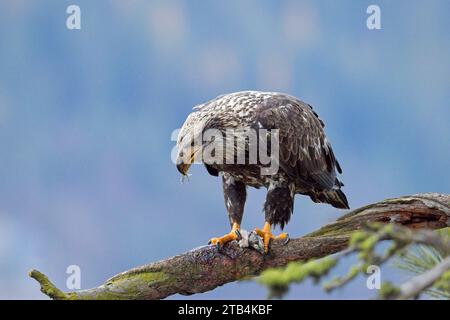 A close up wildlife photo of a juvenile bald eagle perched on a branch eating a fish in north Idaho. Stock Photo